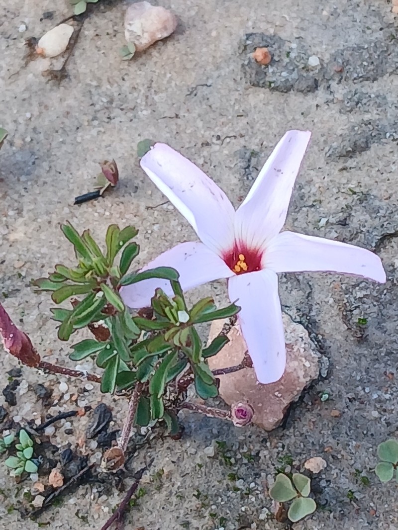 Oxalis porphyriosiphon photo 2