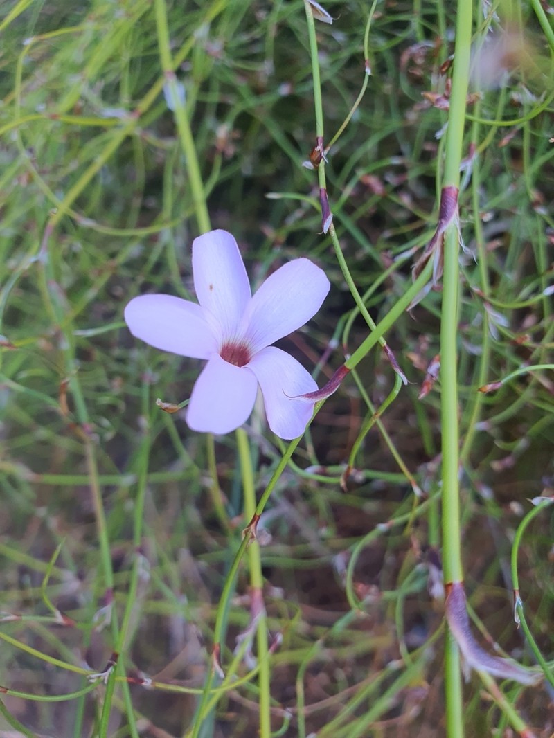 Oxalis porphyriosiphon photo 3