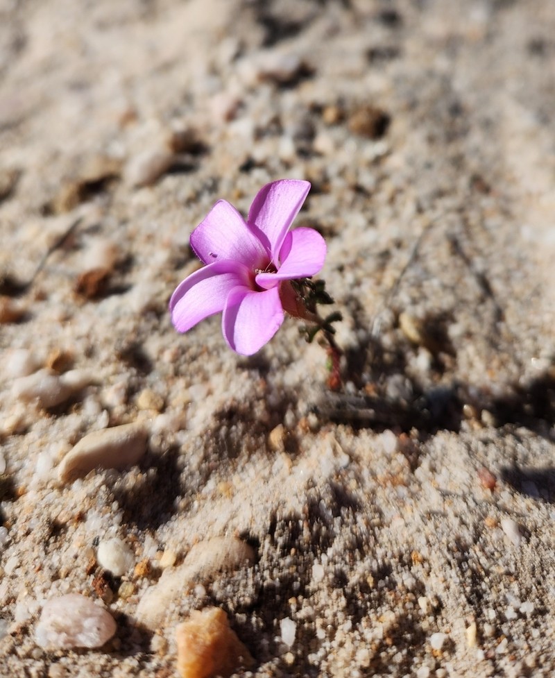 Oxalis porphyriosiphon photo 4