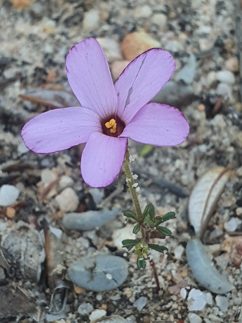 Oxalis porphyriosiphon photo 5
