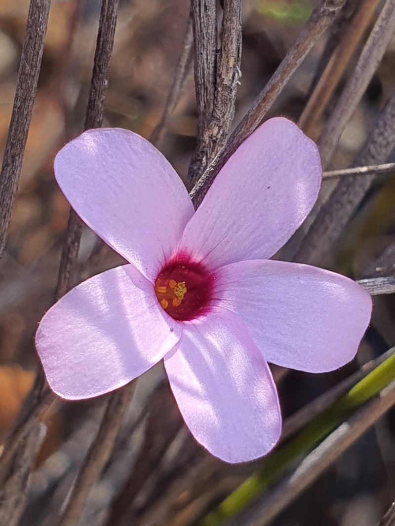 Oxalis porphyriosiphon photo 6