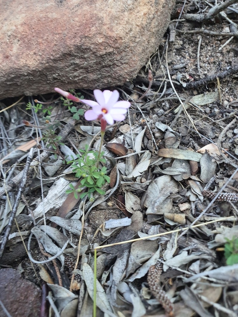 Oxalis porphyriosiphon photo 7