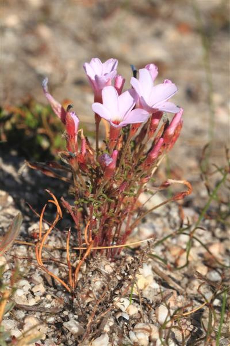 Oxalis porphyriosiphon photo 8