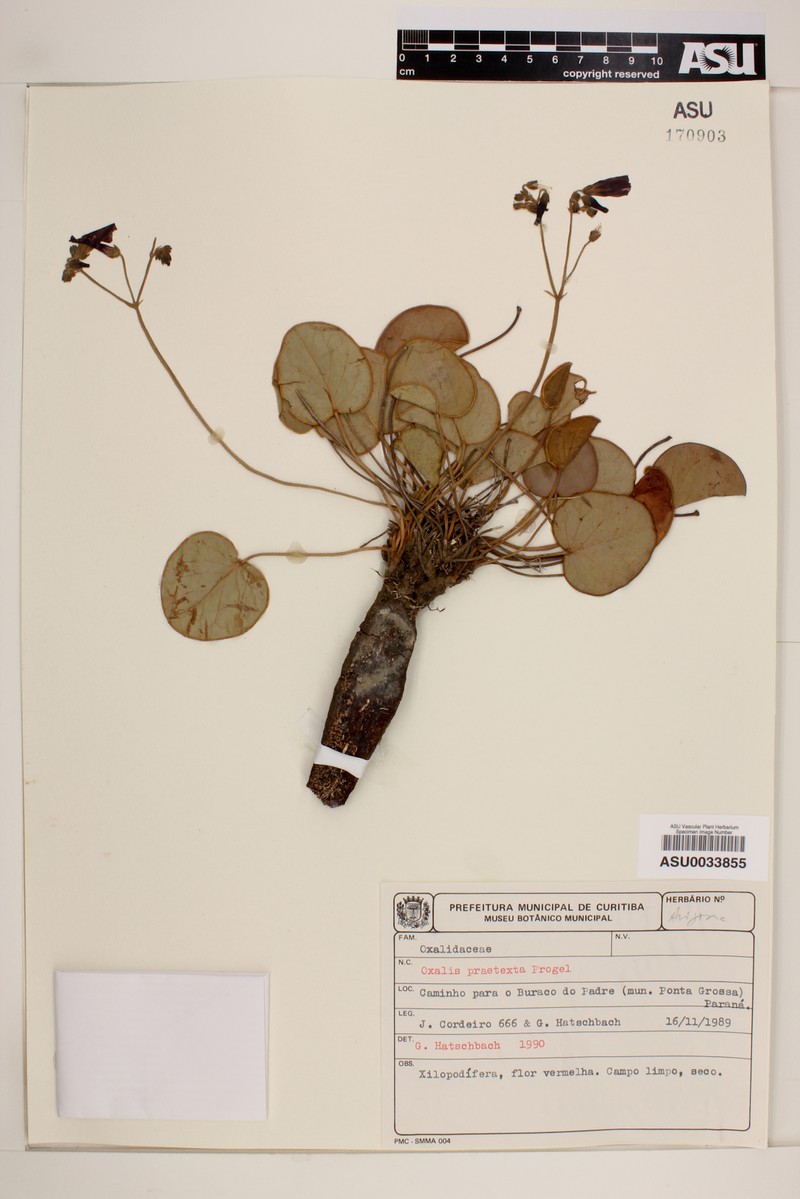 Oxalis praetexta