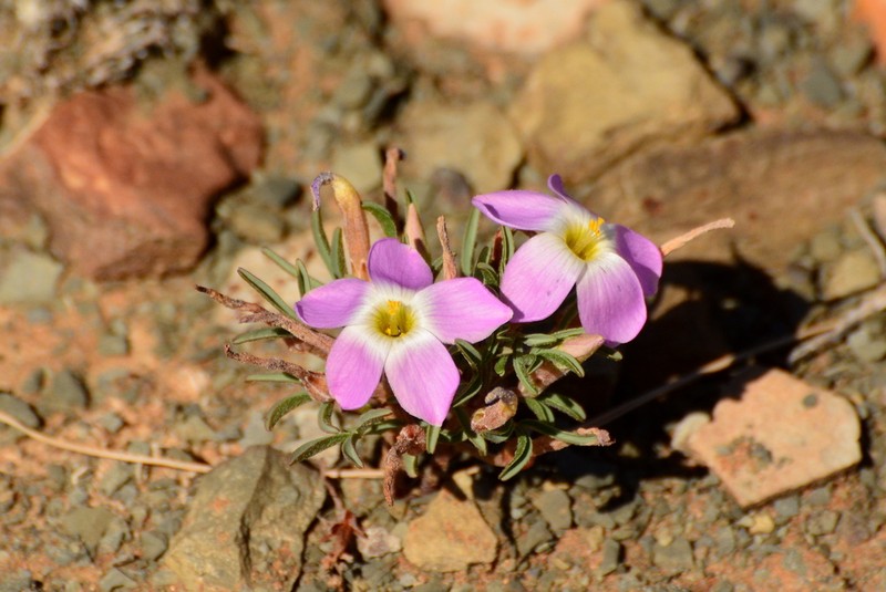 Oxalis primuloides