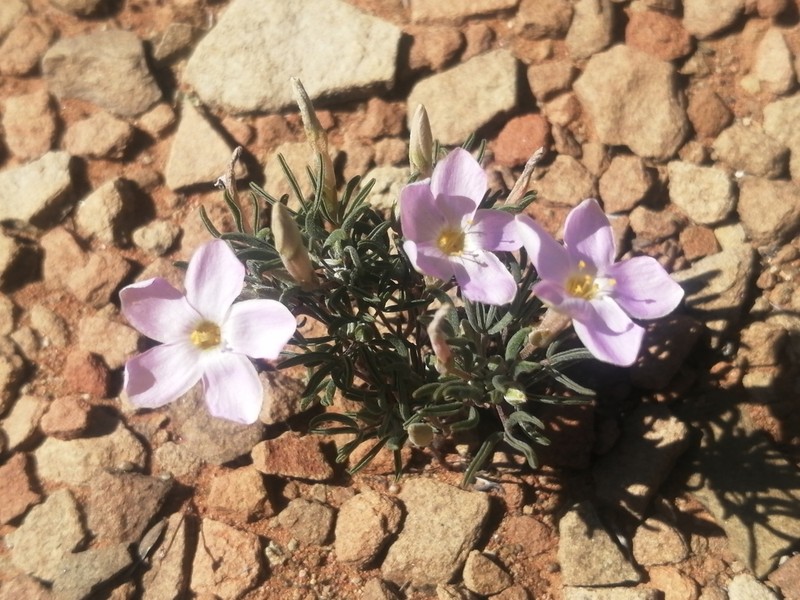 Oxalis primuloides photo 2