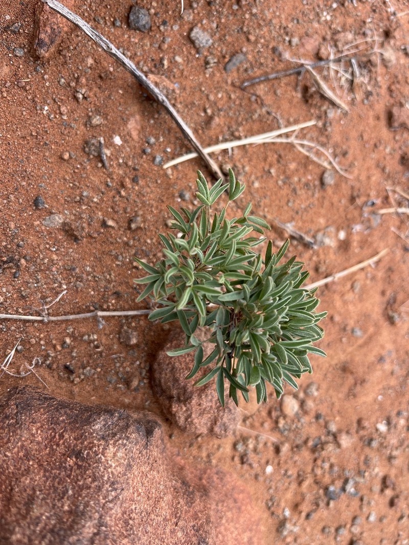 Oxalis primuloides photo 3