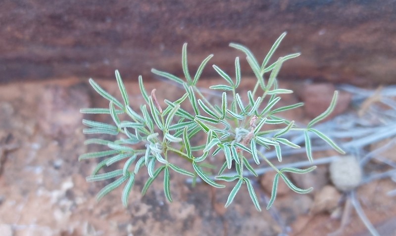 Oxalis primuloides photo 4