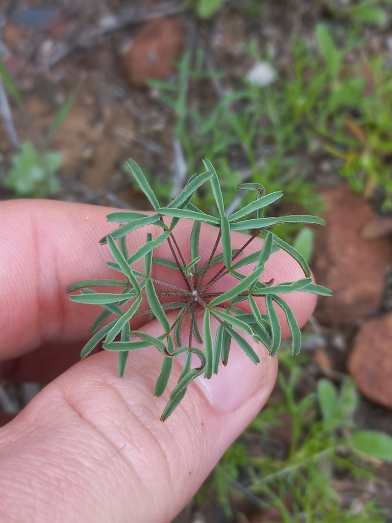 Oxalis primuloides photo 5