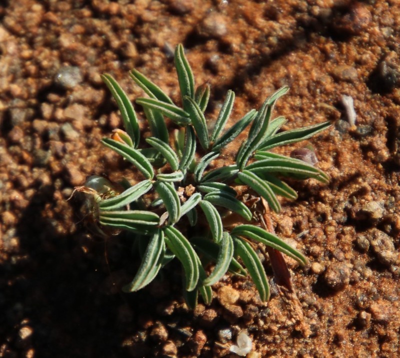 Oxalis primuloides photo 6
