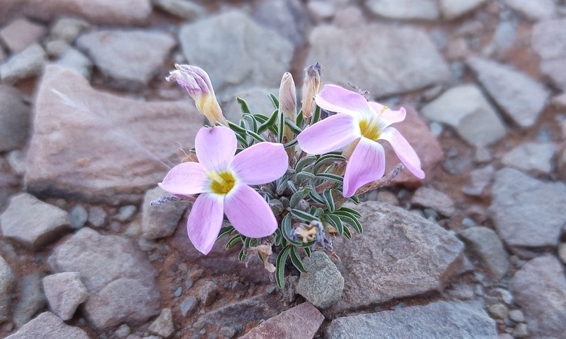 Oxalis primuloides photo 7