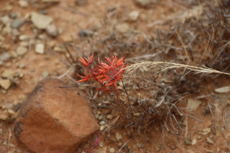 Oxalis primuloides photo 8