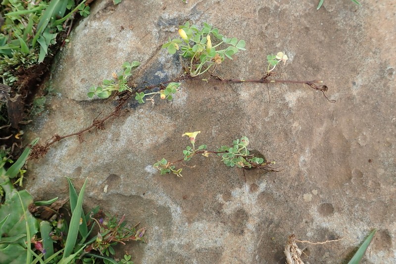 Oxalis procumbens