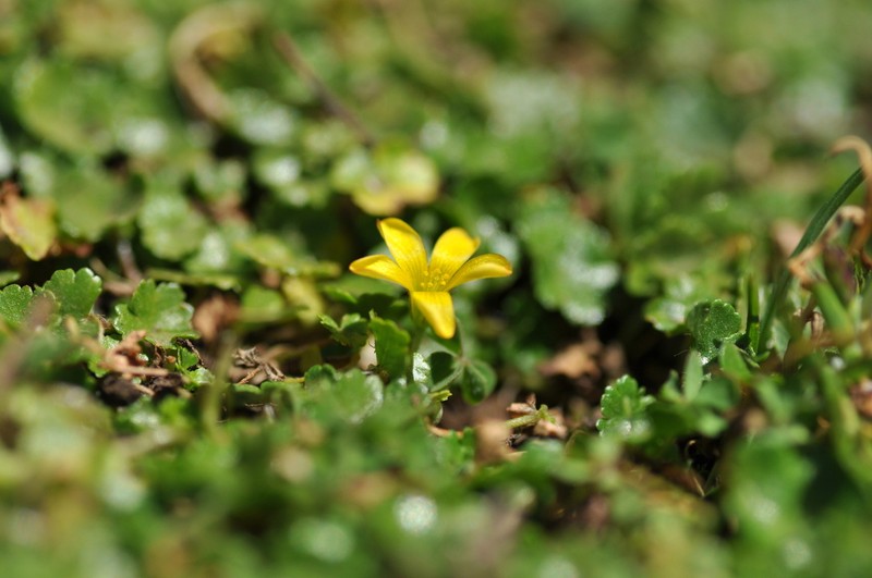Oxalis procumbens photo 2