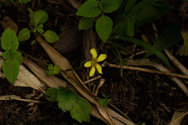 Oxalis procumbens photo 6