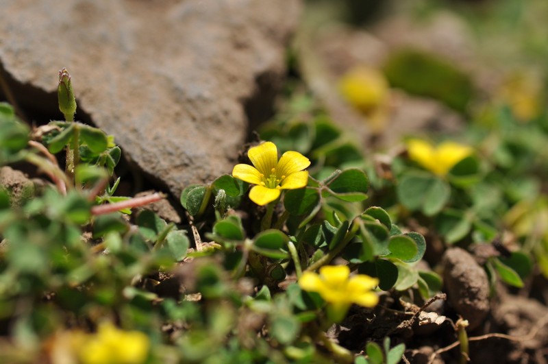Oxalis procumbens photo 8