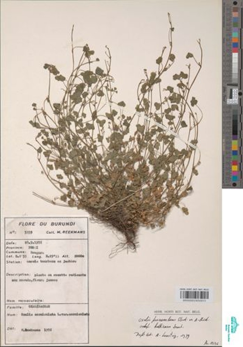 Oxalis procumbens subsp. bathieana