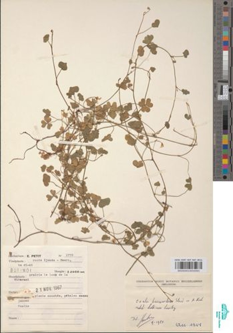 Oxalis procumbens subsp. bathieana photo 2