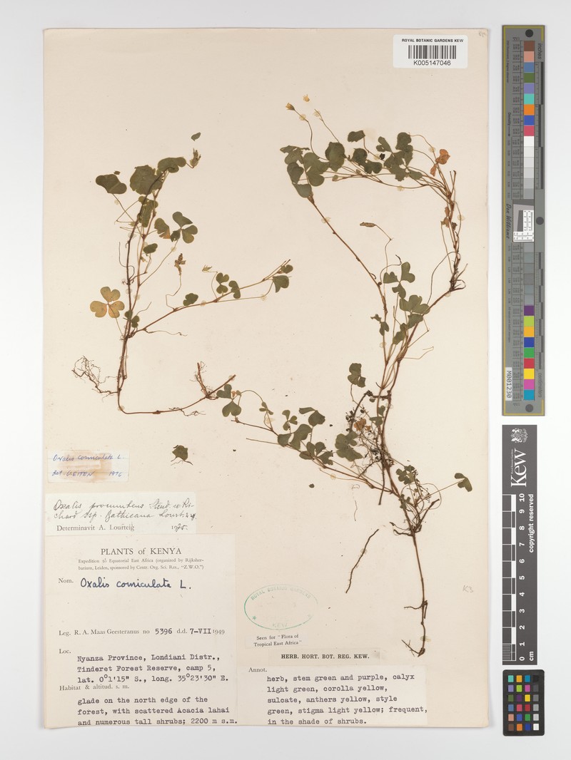 Oxalis procumbens subsp. bathieana photo 3