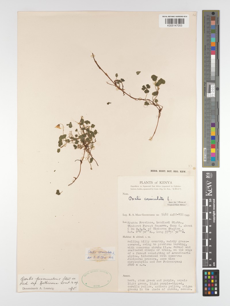 Oxalis procumbens subsp. bathieana photo 4