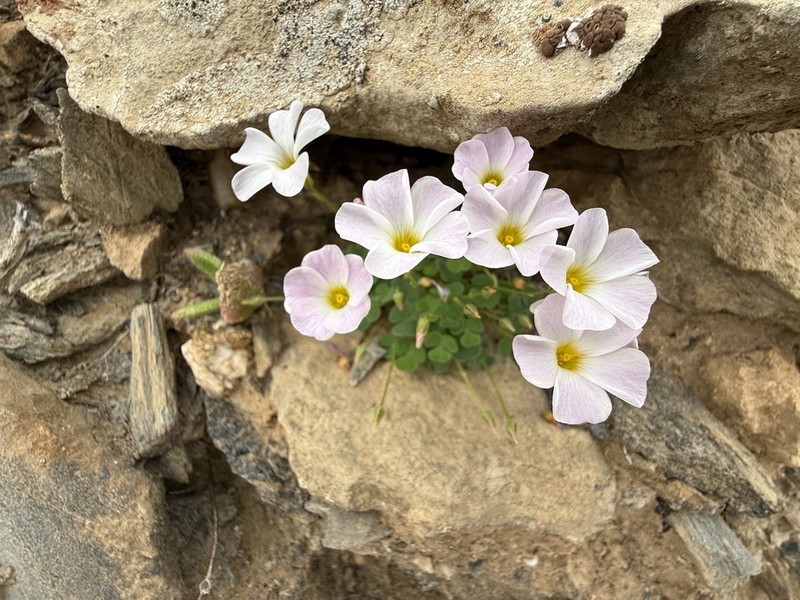 Oxalis psammophila