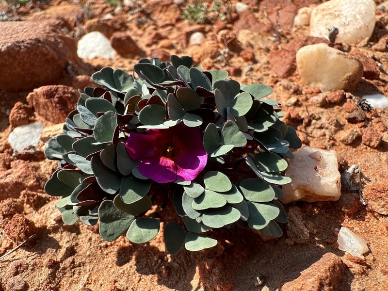 Oxalis psammophila photo 2