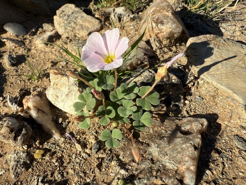 Oxalis psammophila photo 3