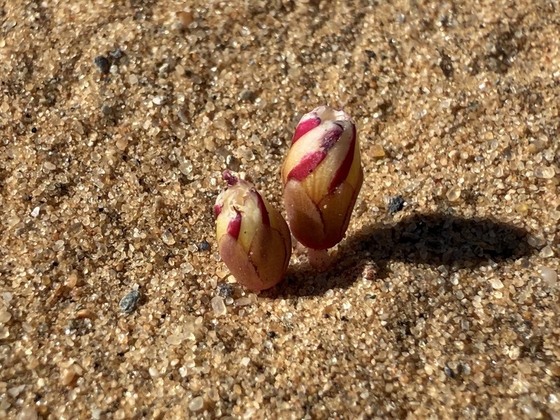 Oxalis psammophila photo 4
