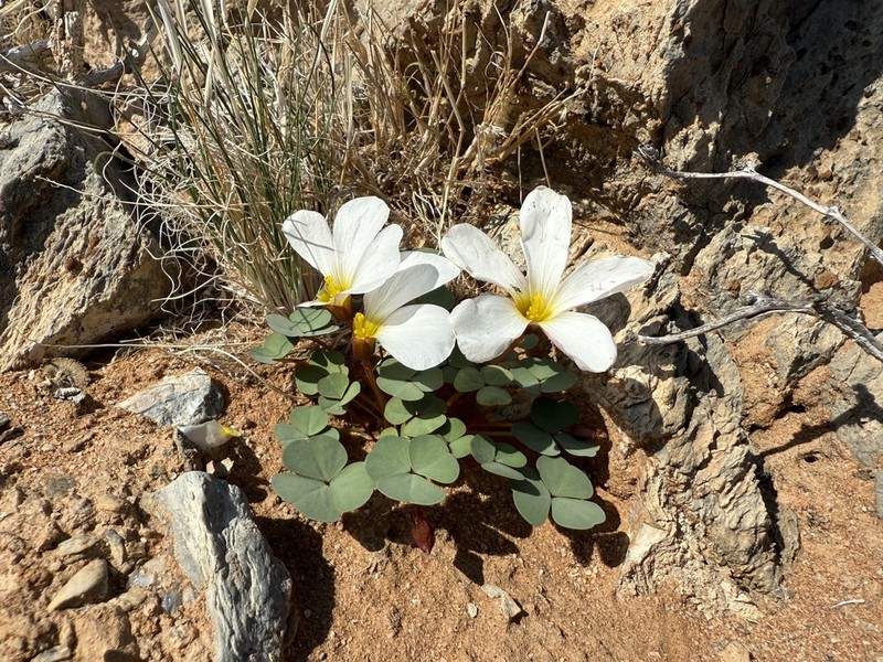 Oxalis psammophila photo 5