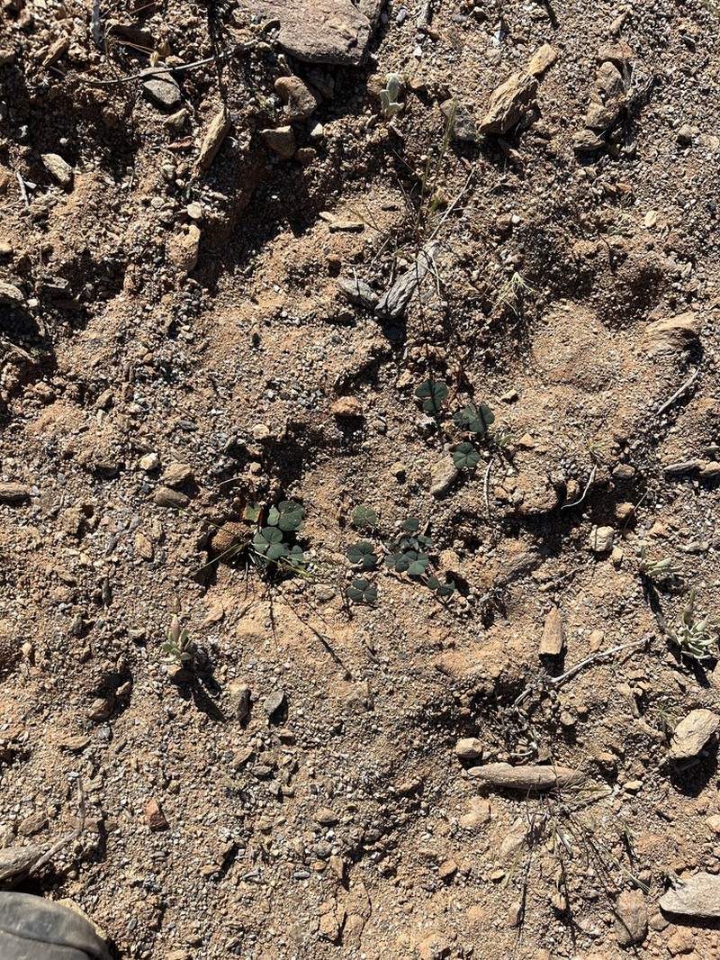Oxalis psammophila photo 6