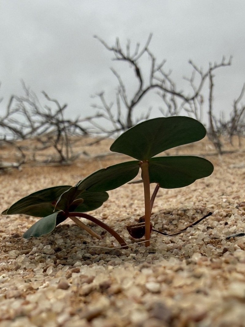 Oxalis psammophila photo 7