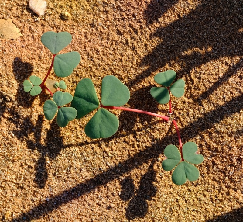 Oxalis psammophila photo 8