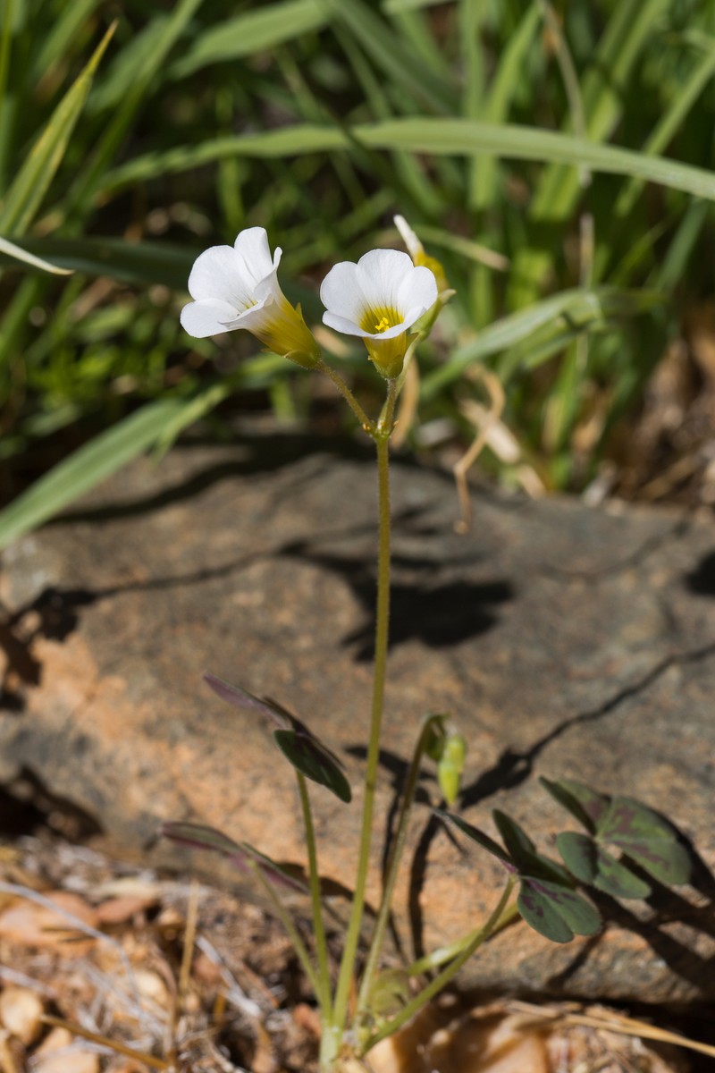 Oxalis pseudocernua photo 3