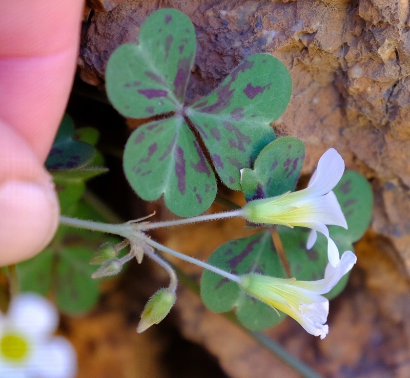 Oxalis pseudocernua photo 4