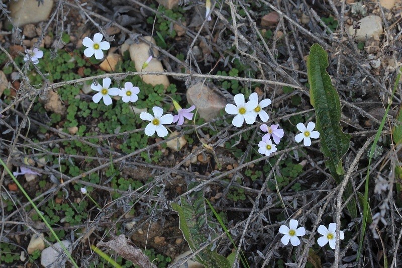 Oxalis psilopoda
