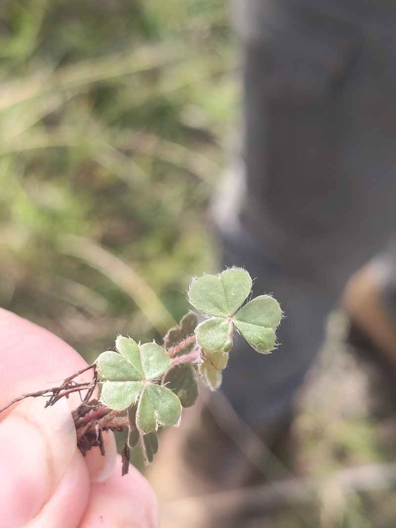 Oxalis psilopoda photo 2