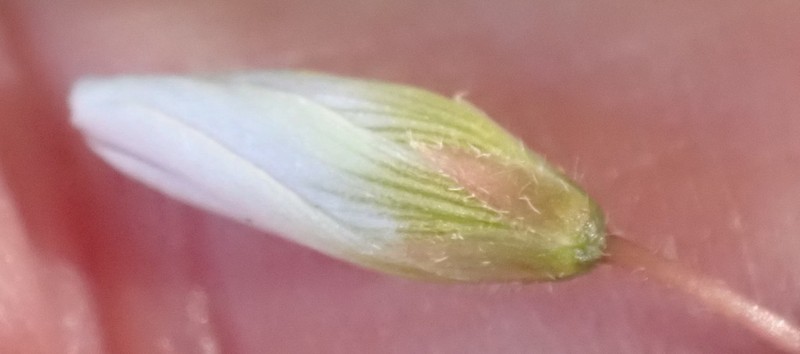 Oxalis psilopoda photo 3