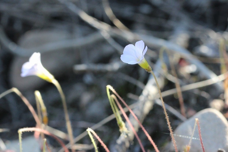 Oxalis psilopoda photo 4