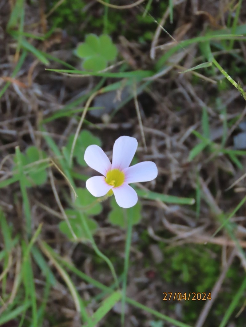 Oxalis psilopoda photo 5