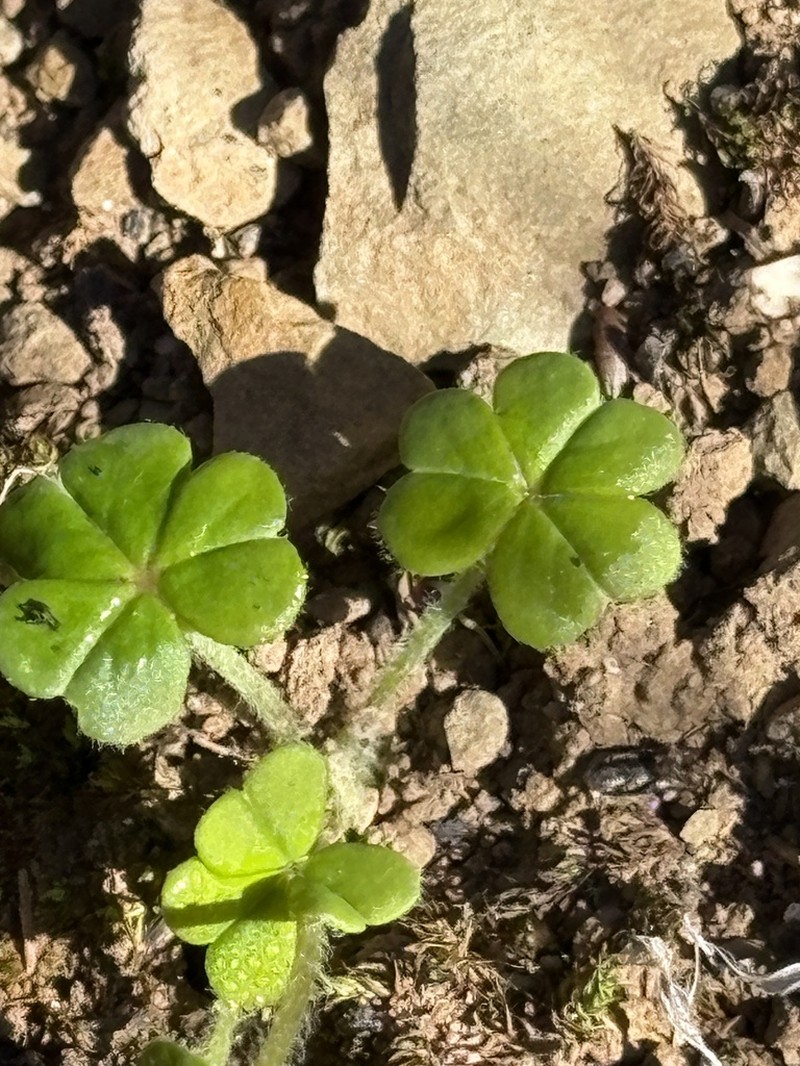 Oxalis psilopoda photo 6