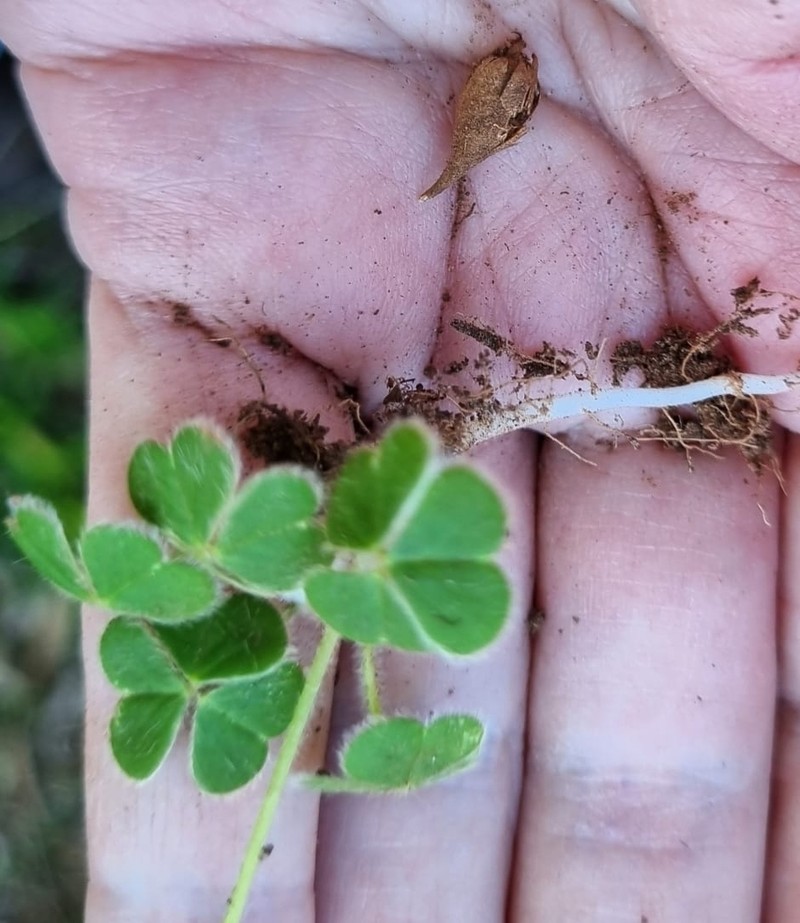 Oxalis psilopoda photo 7