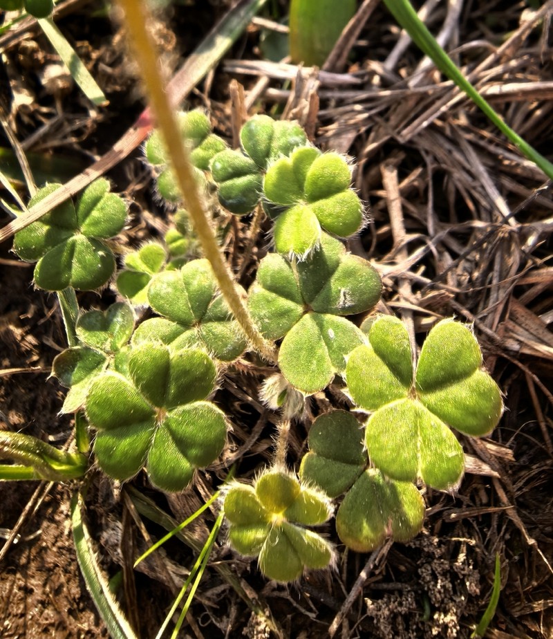 Oxalis psilopoda photo 8
