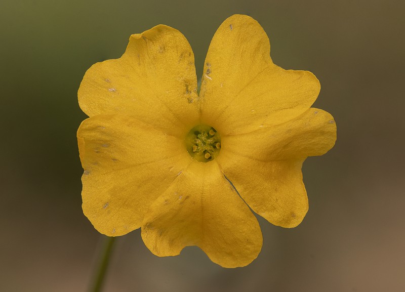 Oxalis psoraleoides