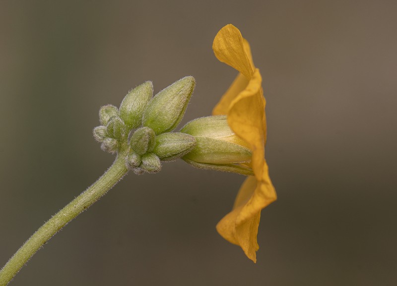 Oxalis psoraleoides photo 2
