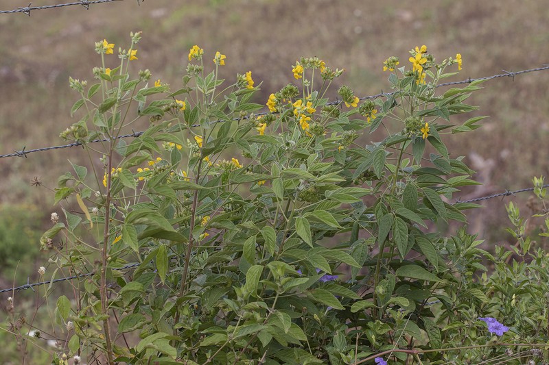 Oxalis psoraleoides photo 4