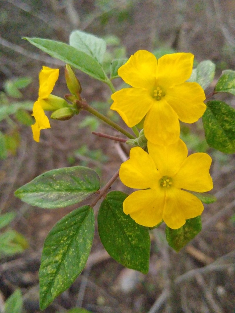 Oxalis psoraleoides photo 5