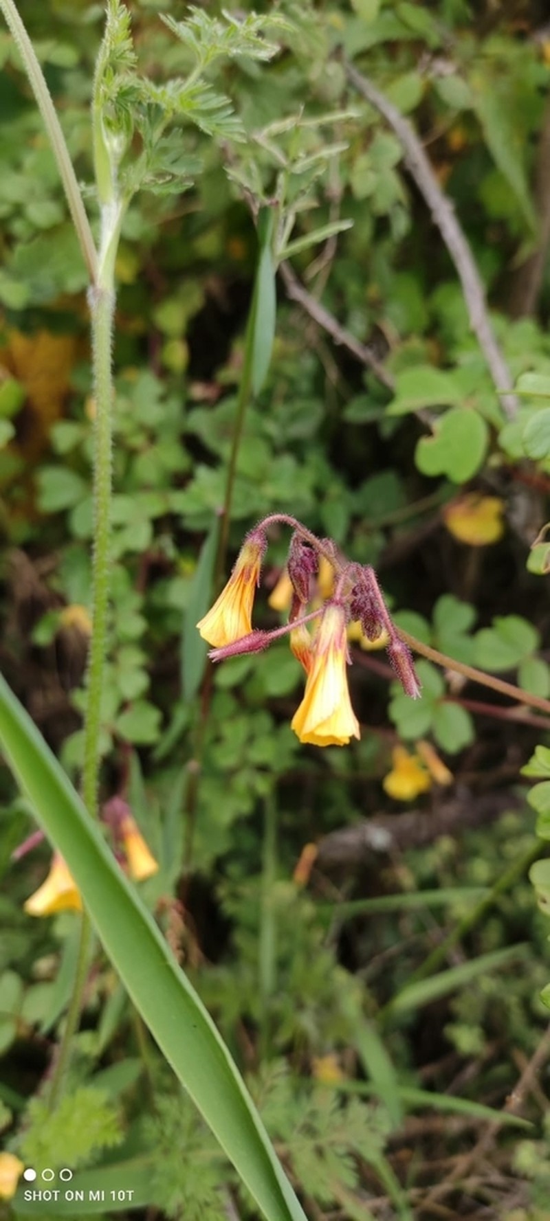 Oxalis psoraleoides photo 6