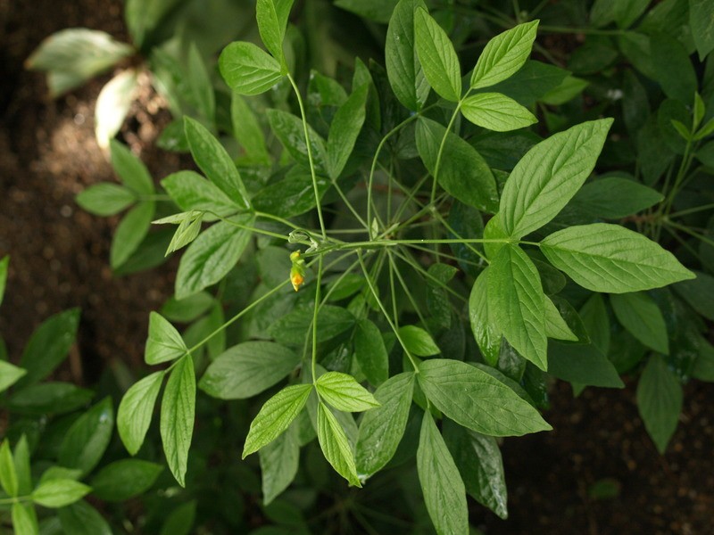 Oxalis psoraleoides subsp. insipida photo 2