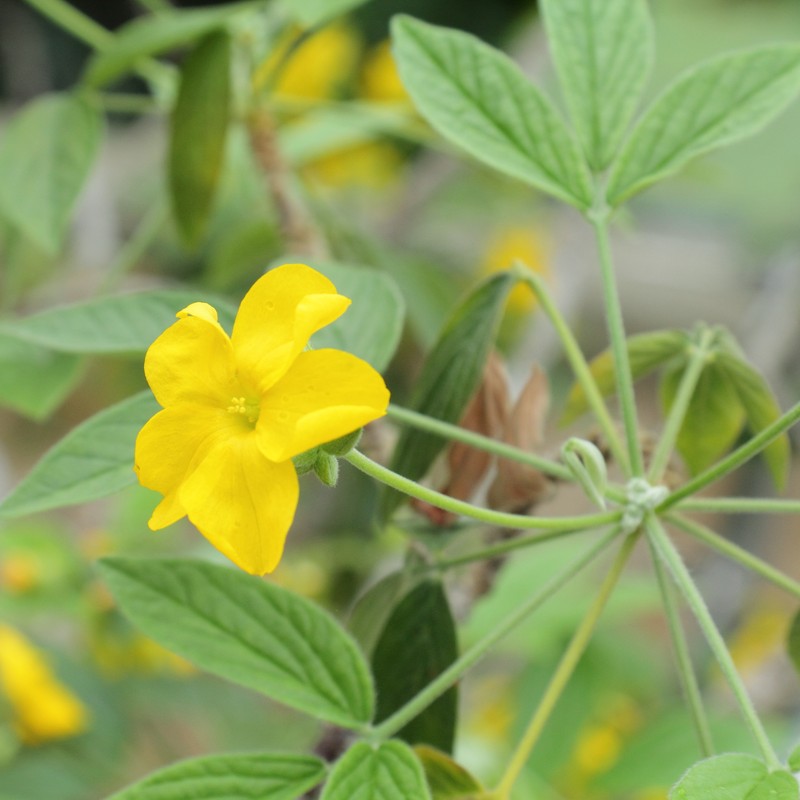 Oxalis psoraleoides subsp. insipida