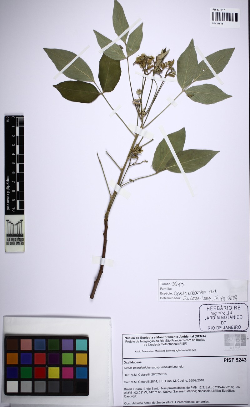 Oxalis psoraleoides subsp. psoraleoides photo 2